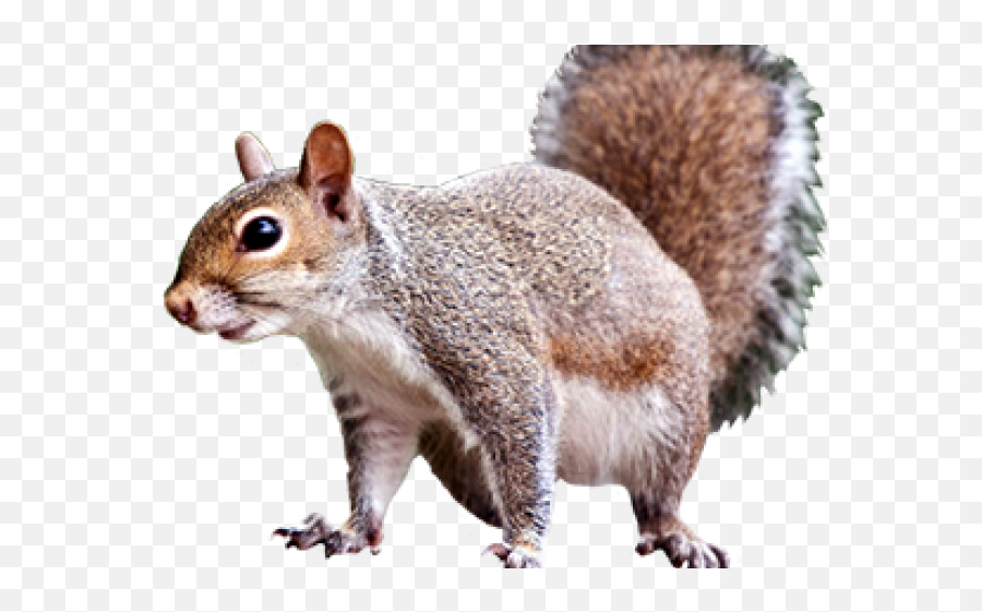 Download Squirrel Transparent Png Image - Squirrel Transparent No Background Emoji,Squirrel Transparent