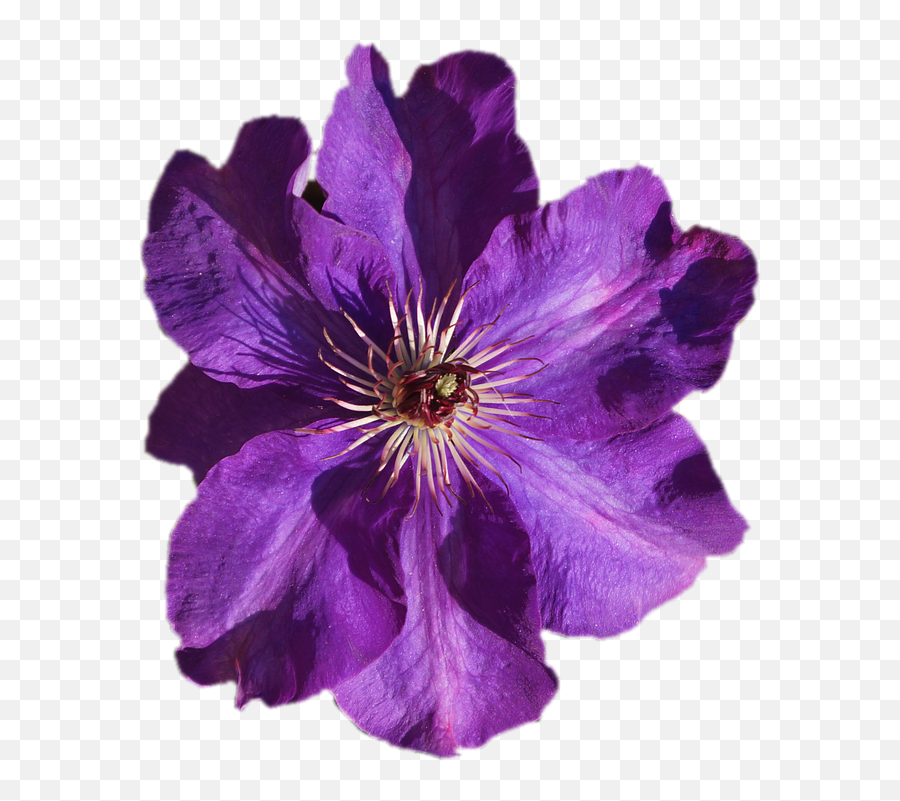 Peel - Painted Purple Flowers Png Emoji,Purple Flower Transparent