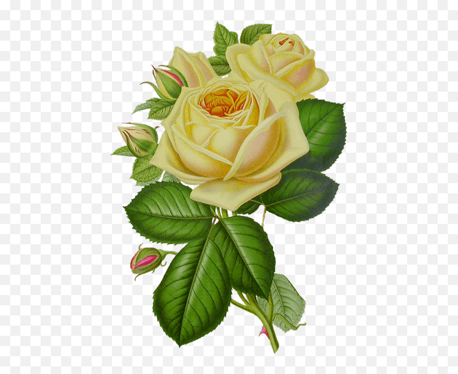 White Rose Png Images With Lief - Yourpngcom Emoji,Yellow Roses Png