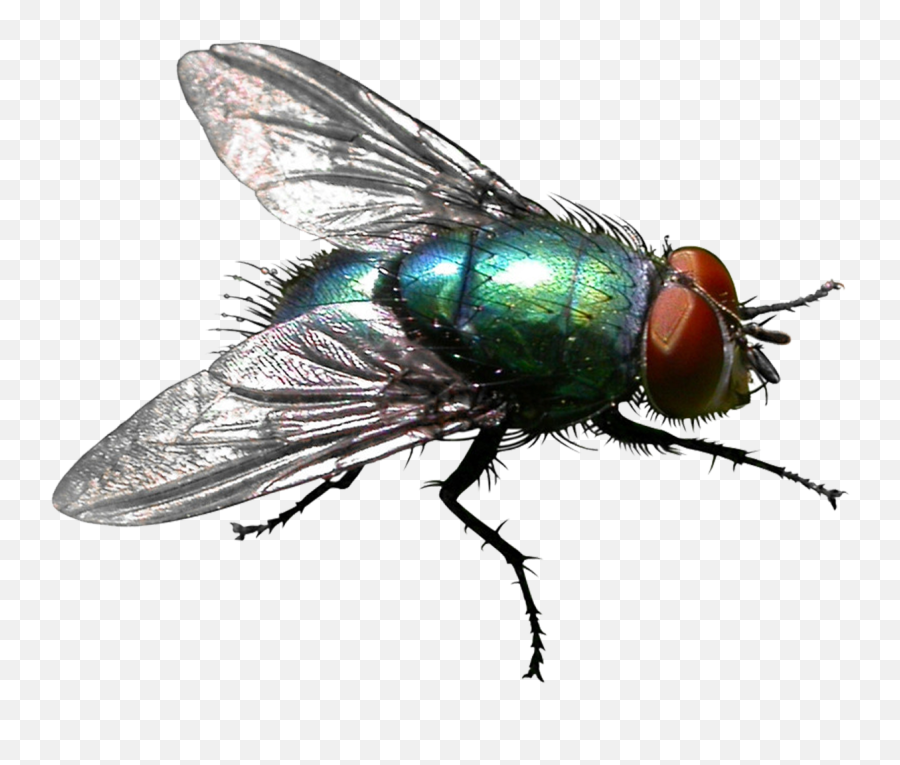 Insect Housefly Stable Fly Pest Control - Fly Png Emoji,Fly Png