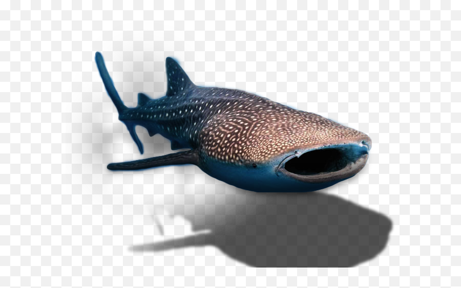 Whale - Sharkthailand1png Silent Divers Speculative Evolution Reddit Emoji,Shark Transparent