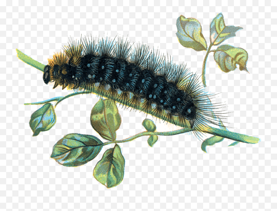Arctia Caja Caterpillar - Caterpillar Png Emoji,Caterpillar Png