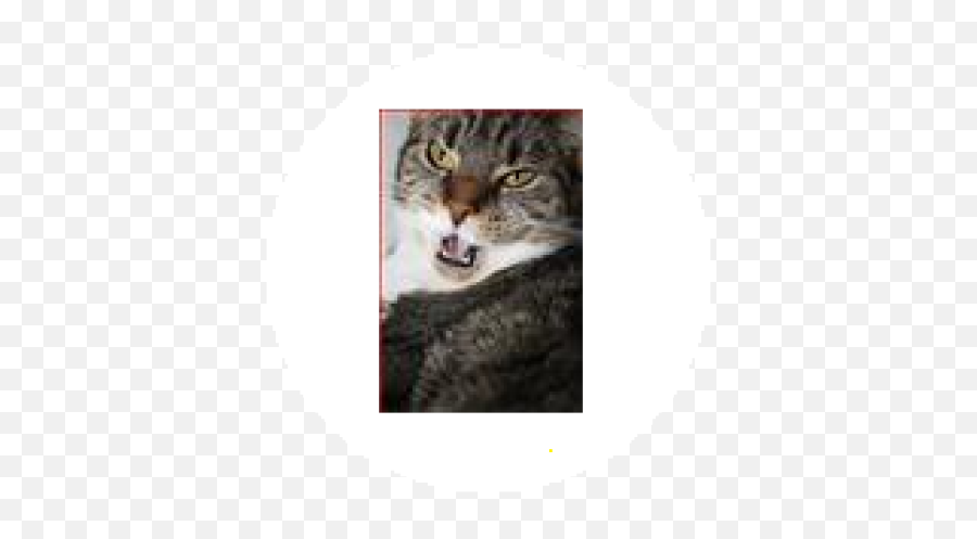 Funny Cat Picture - Roblox Emoji,Funny Cat Png