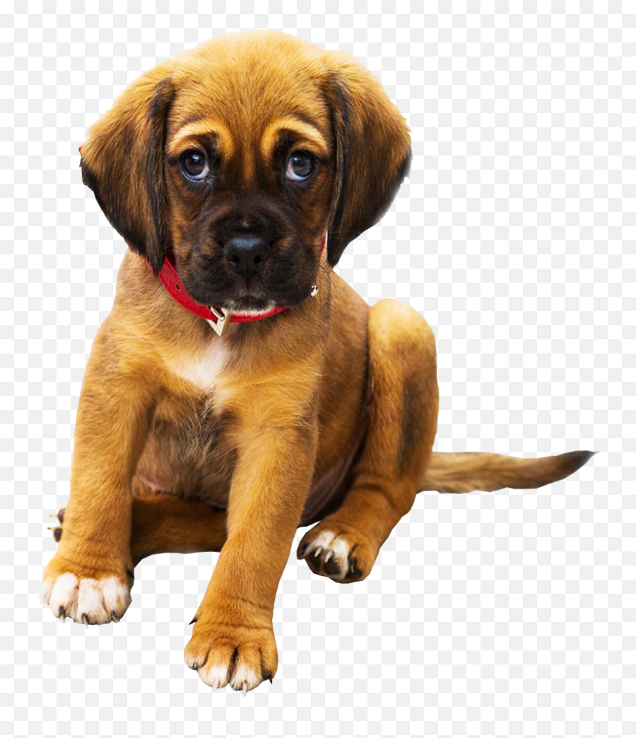 Sad Puppy Png Background Pet Dog Image - Sad Dog Png Emoji,Puppy Png