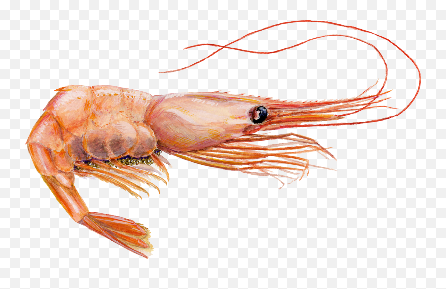 Shrimp Png Image - Hd Images Of Shrimp Emoji,Shrimp Png