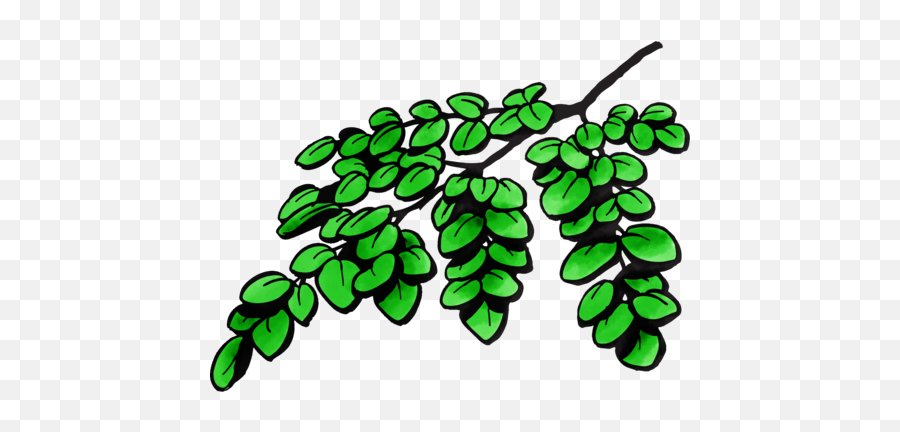 Malunggay Moringa Oleifera - Motherlove Herbal Company Emoji,Hanging Of The Greens Clipart