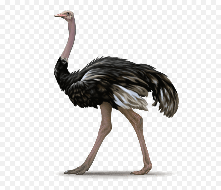 Ostrich Png - Transparent Ostrich Png Emoji,Ostrich Clipart