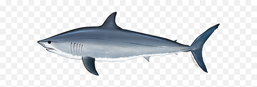 Atlantic Shortfin Mako Shark U2014 Choose Local Fish - Mako Shark Transparent Emoji,Shark Transparent
