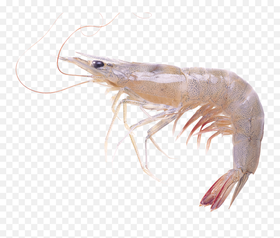 Shrimp Png Image - Alive Shrimp Png Emoji,Shrimp Png