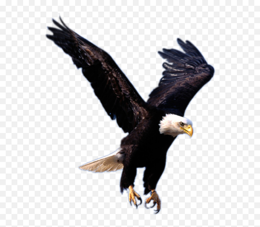 Flying Eagle Png Image Free Download - Transparent Background Eagle Png Emoji,Eagle Png