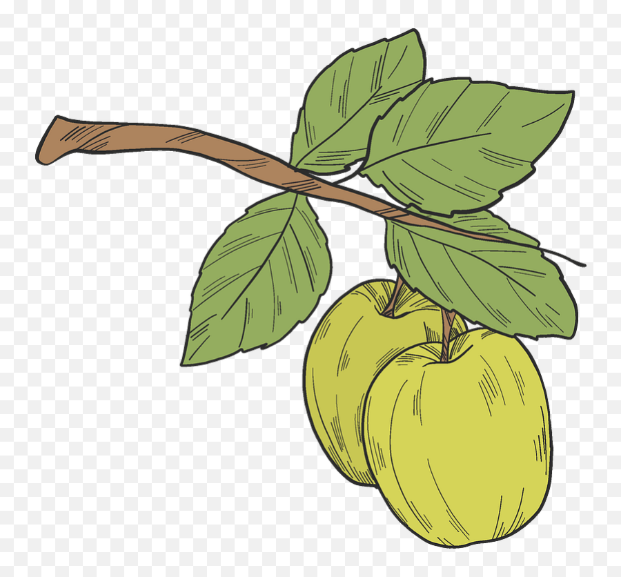 Green Apples On A Branch Clipart Free Download Transparent Emoji,Apple Cider Clipart