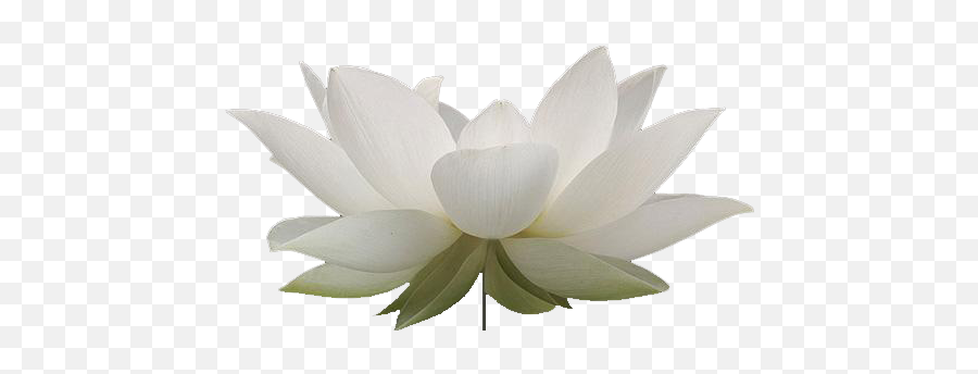 Lotus Flower Png Emoji,Lotus Flower Transparent
