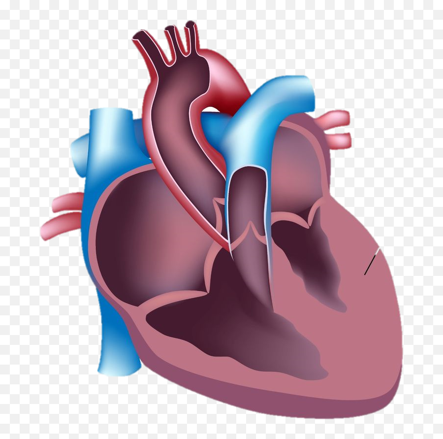 During Intense Physical Exercise The - Tetralogy Of Fallot Unlabeled Emoji,Human Heart Clipart