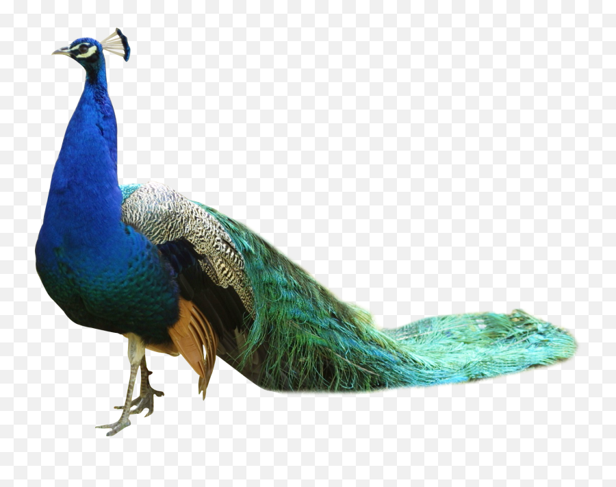 Peacock Png Image - Peacock Transparent Png Emoji,Animal Png