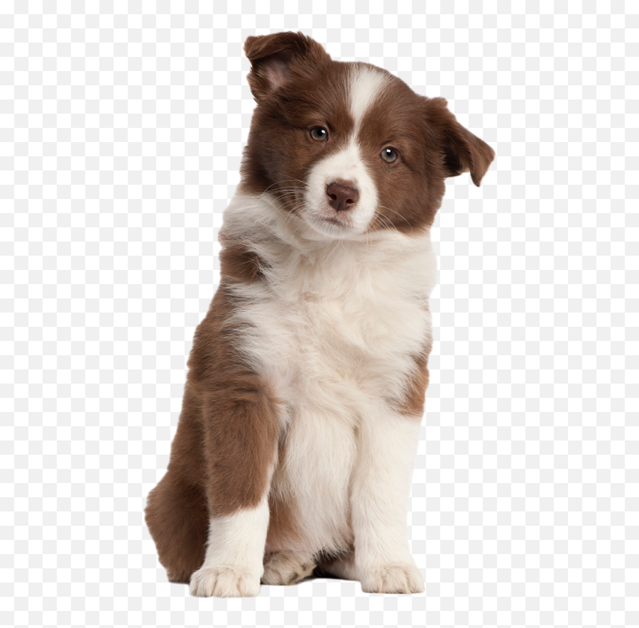 Puppy Transparent Image Hq Png Image - Transparent Puppy Png Emoji,Puppy Png