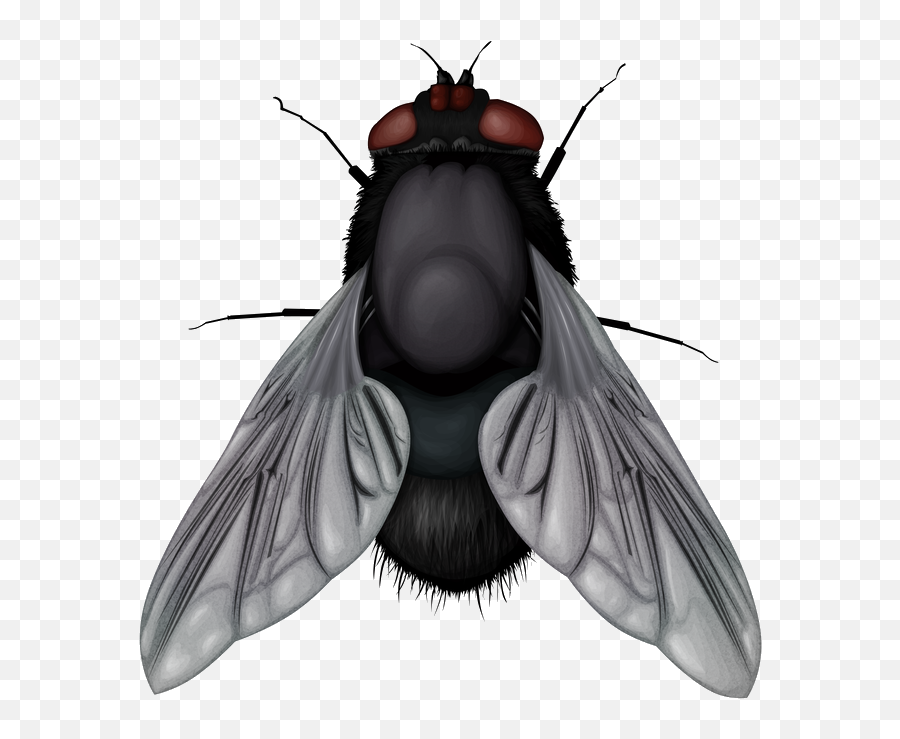 Fly Png Image - Fly Clipart Png Emoji,Fly Png
