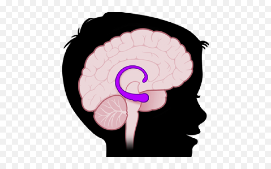 Brains Clipart Amygdala - Hippocampus In Brain Png Clip Art Emoji,Brain Png