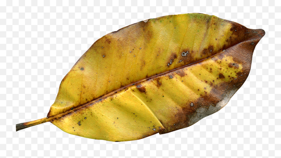 Leaf Fall Autumn Fall Leaves Png Picpng - Twig Emoji,Fall Leaves Png