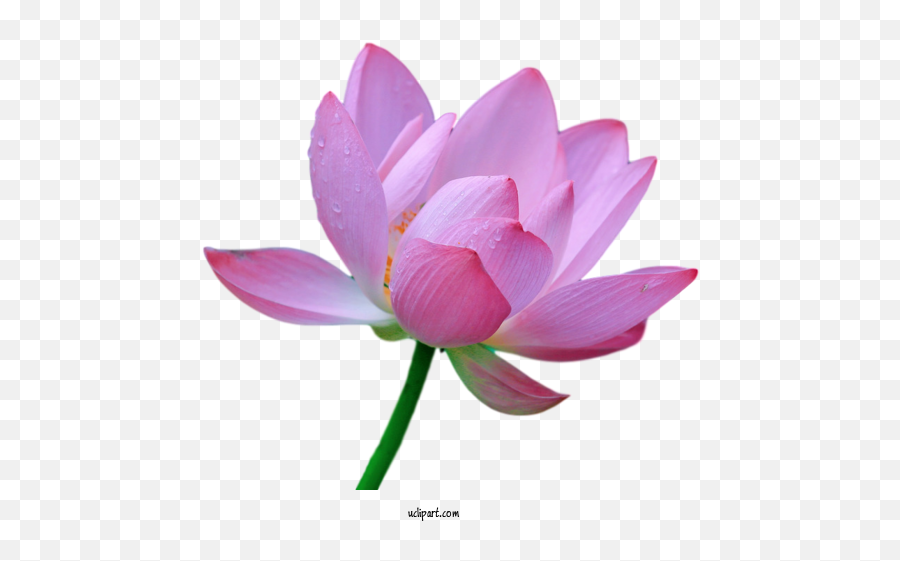Flowers Sacred Lotus Plant Stem Close Up For Lotus Flower Emoji,Lotus Flower Transparent
