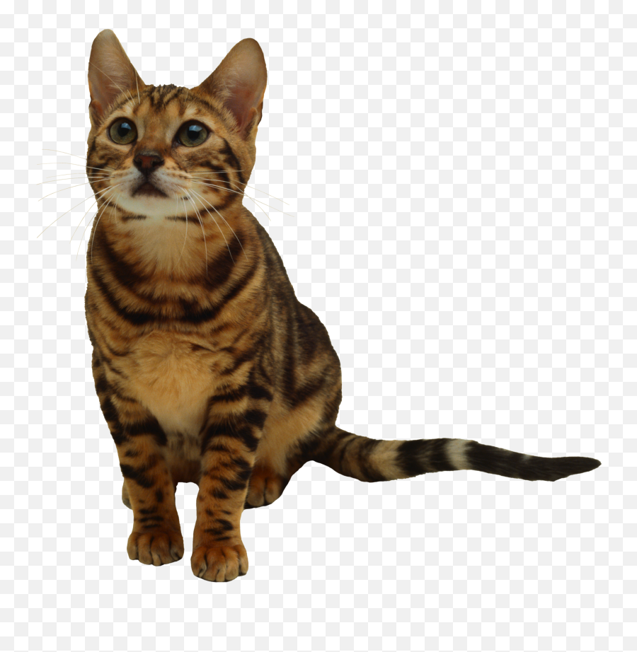 Kittens Clipart Transparent Background - Kitten Emoji,Cat Transparent Background