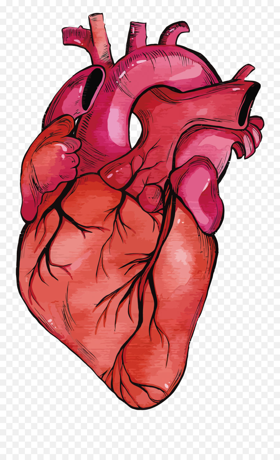 Anatomy Vector Human Heart Clipart - Real Heart Png Transparent Emoji,Human Heart Clipart