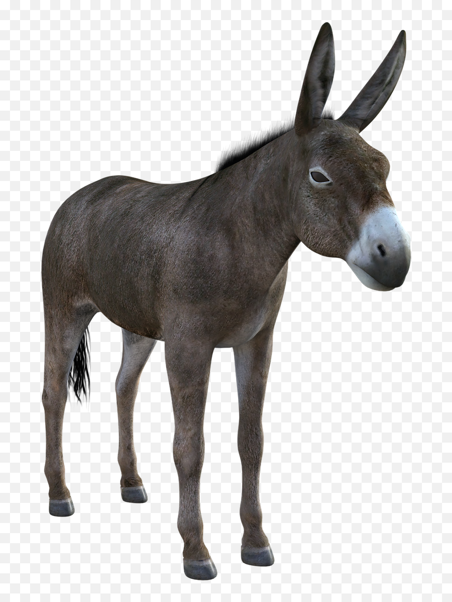 Donkey Mule Animal - Imagem De Burro Png Emoji,Animal Png