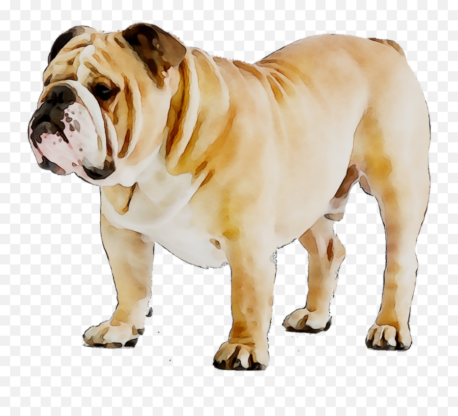 Download Bulldog Breed Dog French - Dog Bull Dog Transparent Emoji,Puppy Clipart