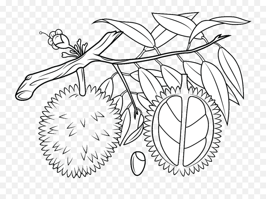 Durian Black And White Clip Art - Durian Tree Clip Art Durian Fruit Black And White Clip Art Emoji,Pine Tree Clipart Black And White