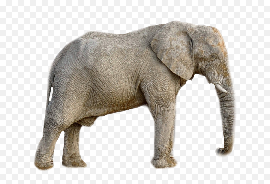 Elephant Animal Africa Transparent - Simple Malayalam Words In English Emoji,Elephant Transparent Background