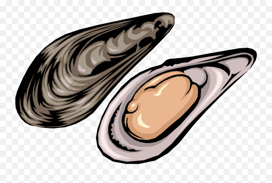 Clam Vector Shellfish - Cartoon Clipart Oyster Emoji,Clam Png