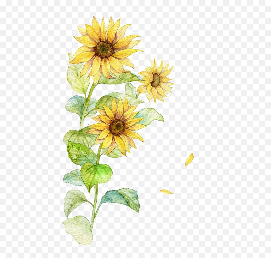 Sunflower - Yellow Flower Watercolor Art Transparent Png Emoji,Yellow Flower Transparent
