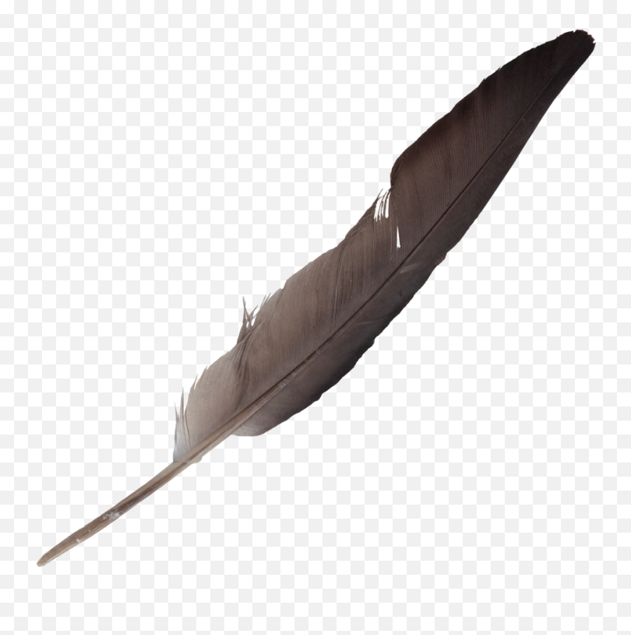 7 Feathers Png Transparent Onlygfxcom - Transparent Background Quill Png Emoji,Feather Png