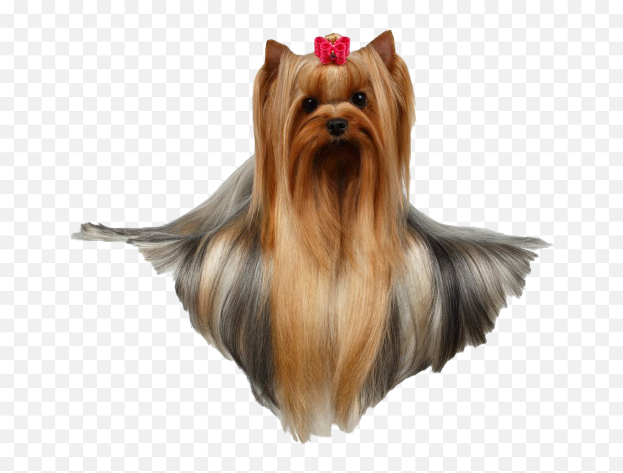 Yorkshire Terrier Png File Png All Emoji,Border Collie Clipart