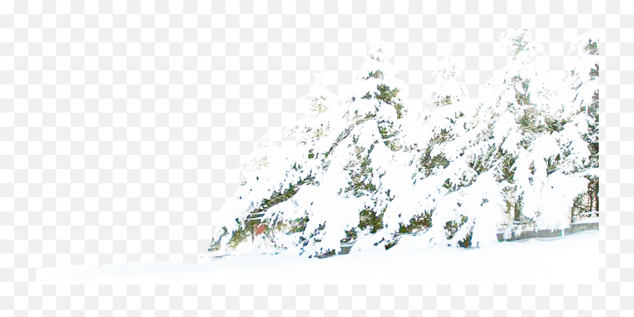 Download Tree Winter Pine Snow Free Download Png Hd Clipart - Arbol Blanco Nieve Png Emoji,Winter Tree Clipart