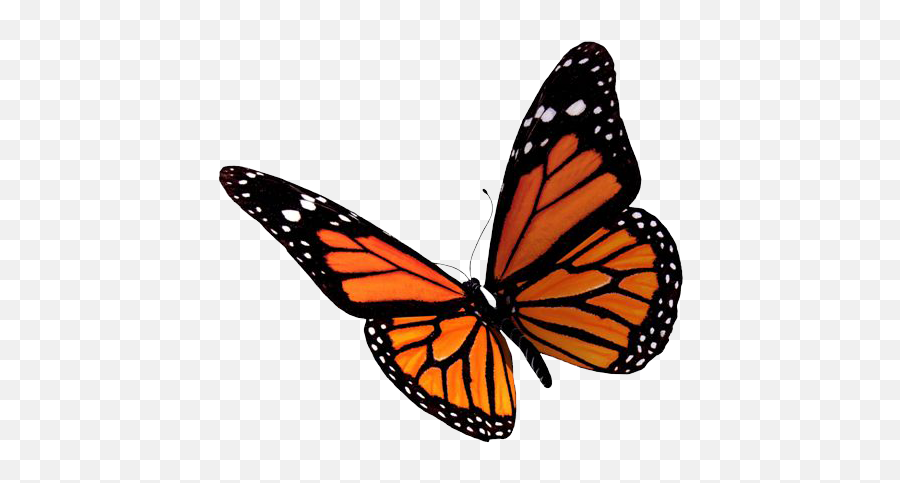 Download Free Flying Butterflies - Free Butterfly Png Emoji,Butterflies Clipart