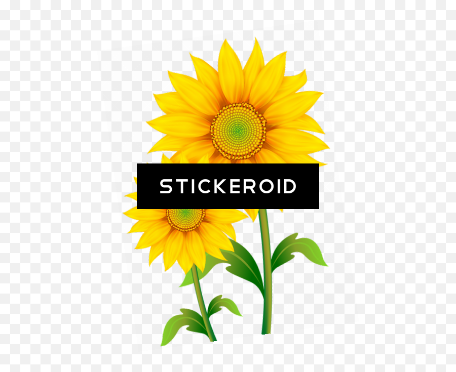 Download Sunflowers - Transparent Background Sunflower Png Nice Yellow Flower Background Emoji,Sunflower Png