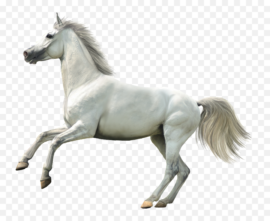 Download Wallpapers Laptop Ax84 - White Horse Transparent Transparent Background White Horse Png Hd Emoji,Horse Transparent