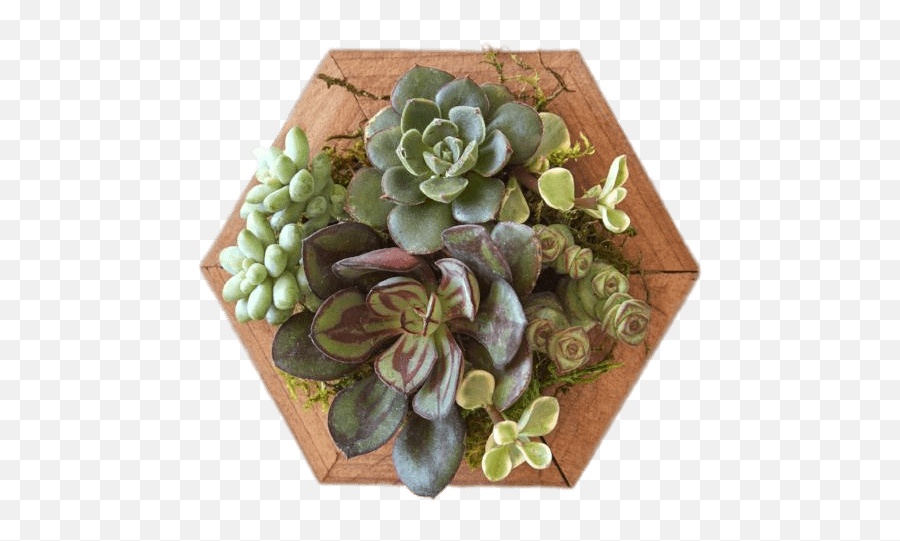 Succulents - Vertical Succulent Planter Hexagon Emoji,Succulent Png