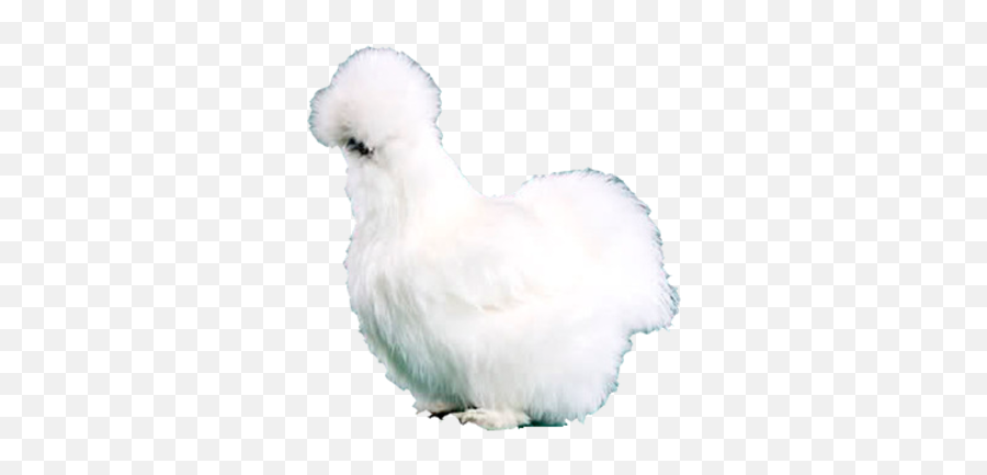 Image - Fluffy Chicken Png Emoji,Chicken Transparent