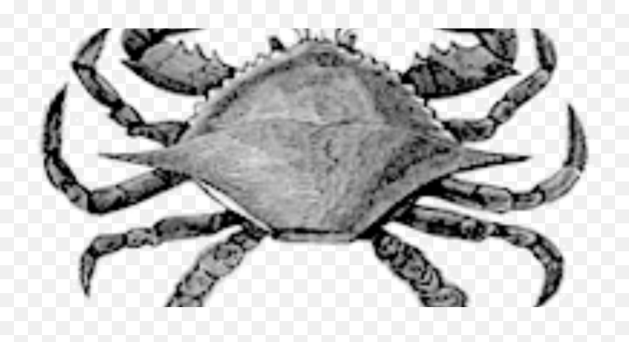 Blue Crab Emoji,Blue Crab Png