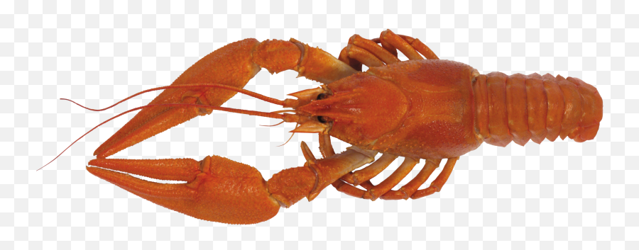Lobster Clipart Png - Crayfish Transparent Emoji,Lobster Clipart