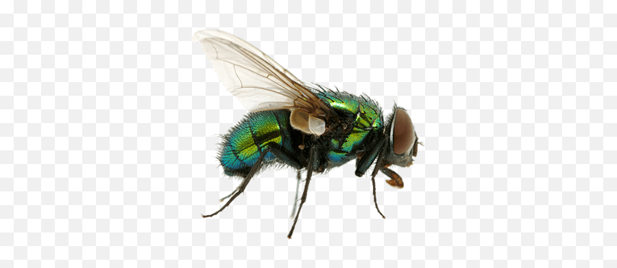 Png Fly Free Fly - Fly Insect Png Emoji,Fly Png