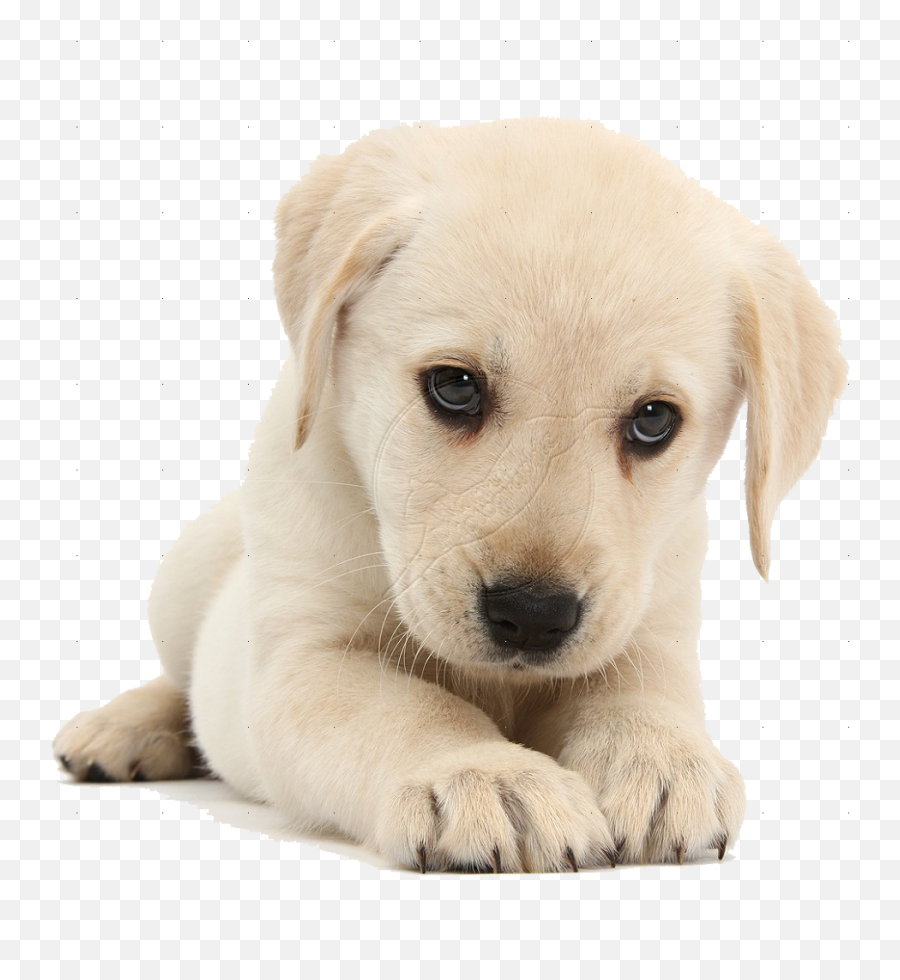 Cute Dog Png Hd Png Pictures - Vhvrs Cute Transparent Dog Png Emoji,Cute Png