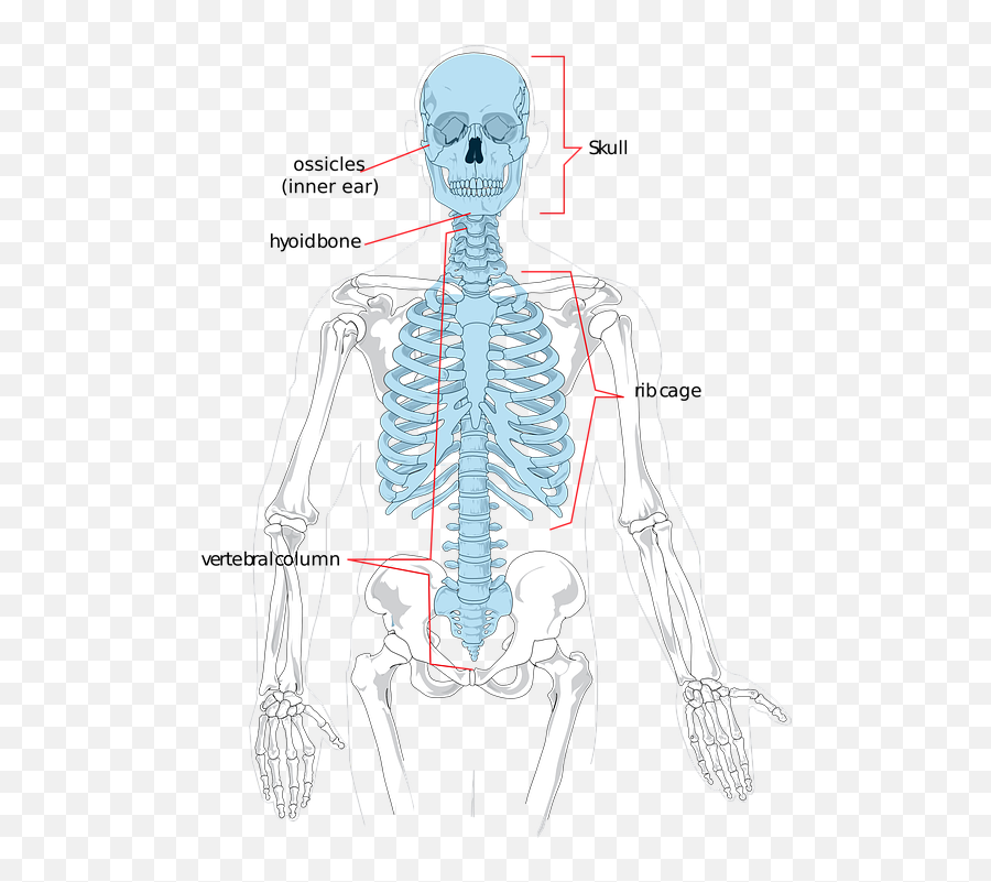 Skeleton Gif - Health Science Backbone Skeletal Skeleton Hd Emoji,Skeleton Gif Transparent