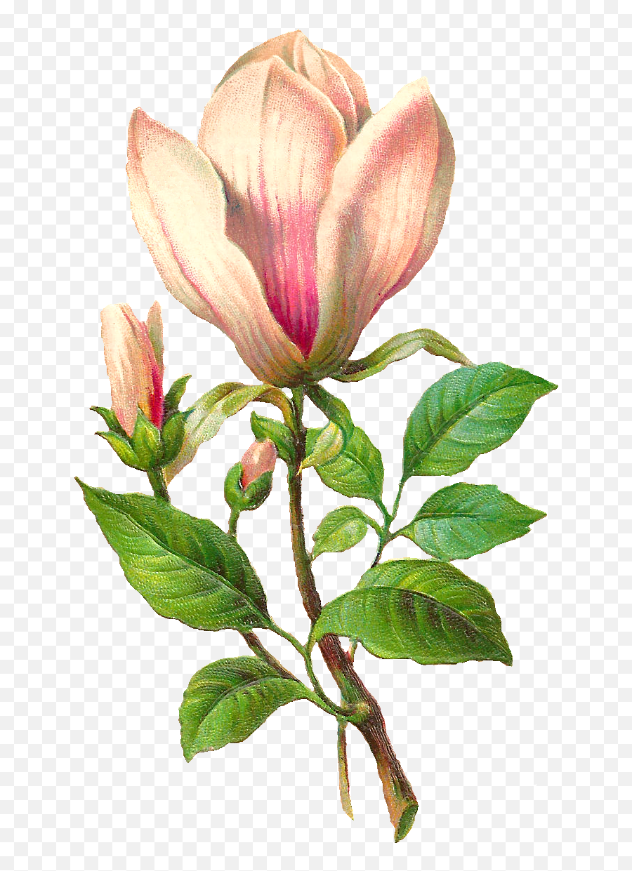 Flower Download Botanical Art Emoji,Magnolia Clipart