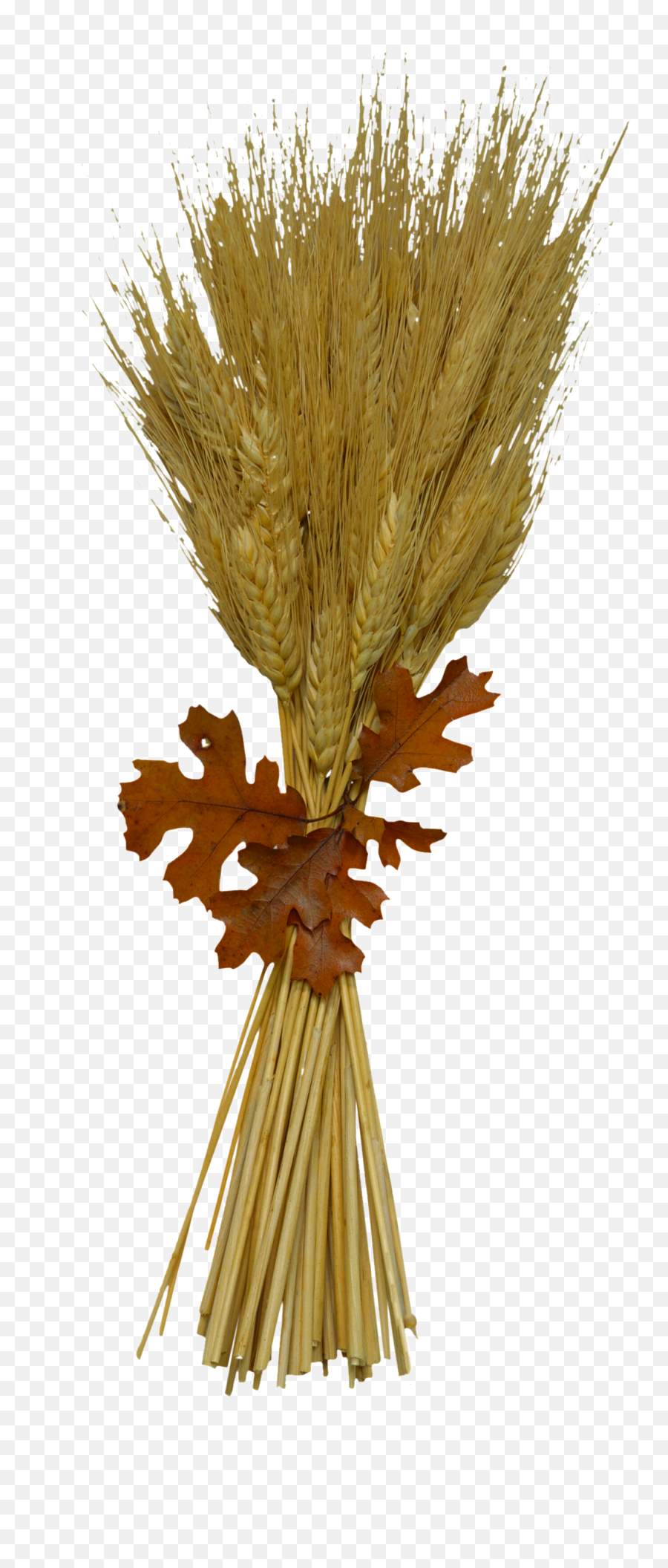 Download Wheat Png Image For Free Emoji,Wheat Transparent Background