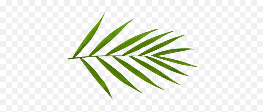 Beginneru0027s Guide To Parlor Palm Care Planterina - Planterina Vertical Emoji,Palm Leaves Png