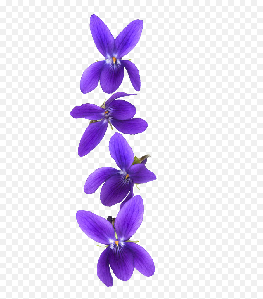 Free Transparent Light Png Download - Violets Png Emoji,Purple Flower Transparent