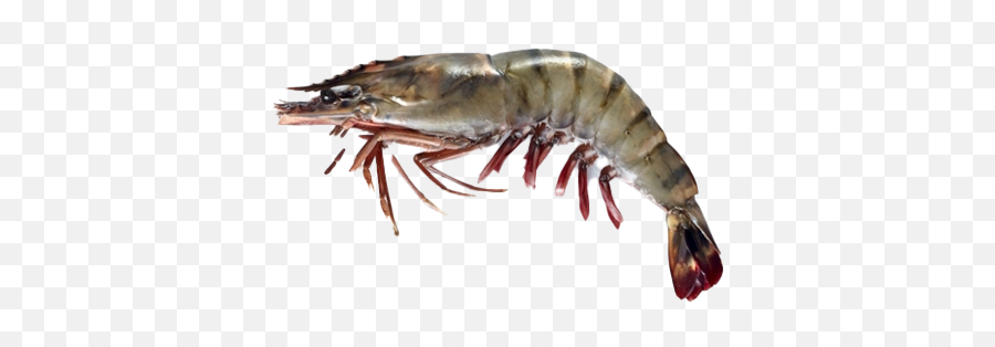 Shrimp Png Image - Live Prawns Emoji,Shrimp Png