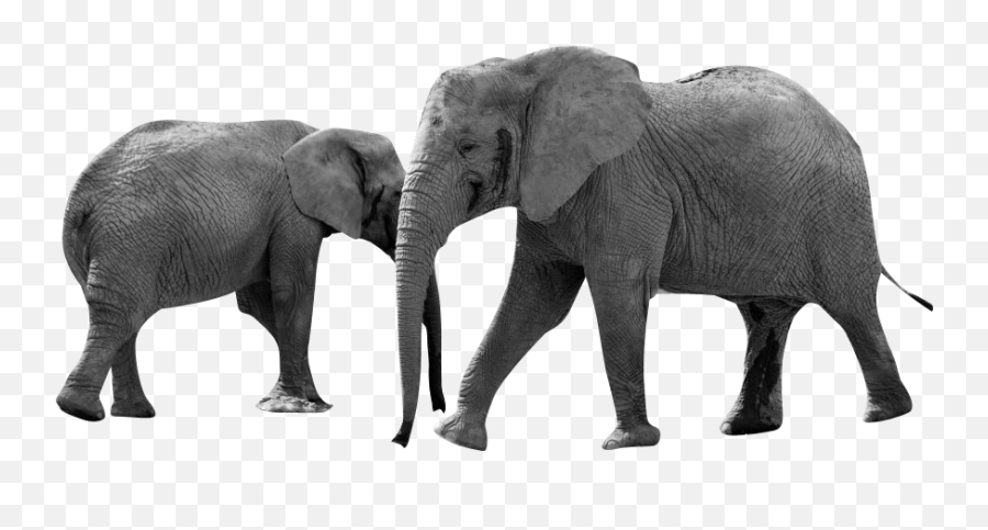 Elephant Animals Africa Transparent - May You Be Free From Suffering Emoji,Elephant Transparent Background